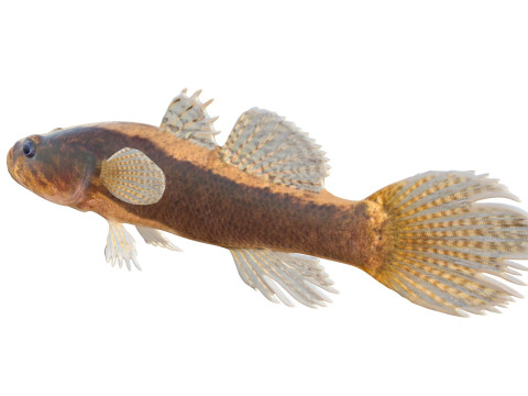 Pesce dormiente dalle guance spinose di grandi dimensioni Modello 3D