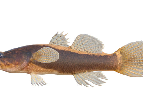 Pesce dormiente dalle guance spinose di grandi dimensioni Modello 3D