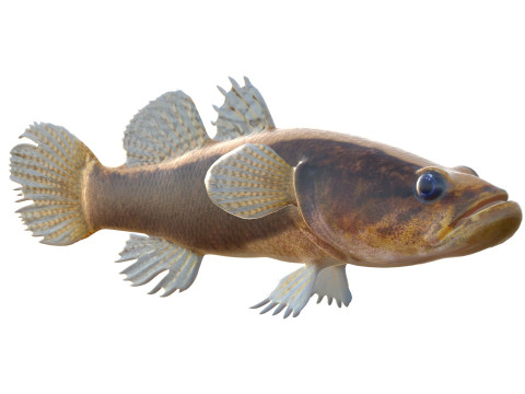 Pesce dormiente dalle guance spinose di grandi dimensioni Modello 3D