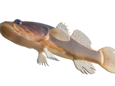 Largescale Spinycheek Sleeper fish 3D Model