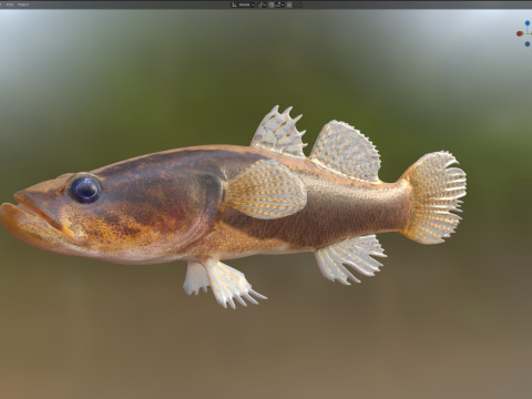 Pesce dormiente dalle guance spinose di grandi dimensioni Modello 3D