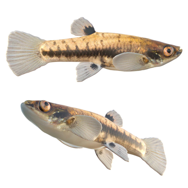 Least Killifish 3D Model .c4d .max .obj .3ds .fbx .stl .blend 
