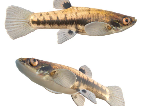 Najmniej Killifish Model 3D