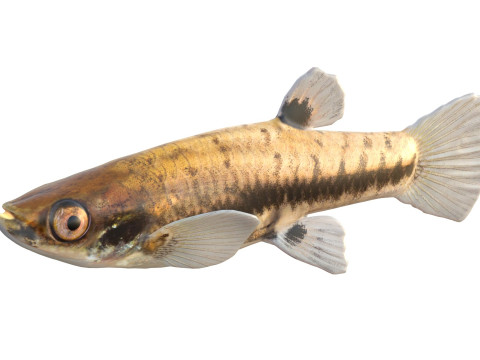 Almeno Killifish Modello 3D