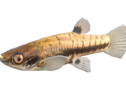 Least Killifish 3D Model