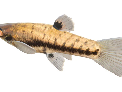 Least Killifish 3D Model