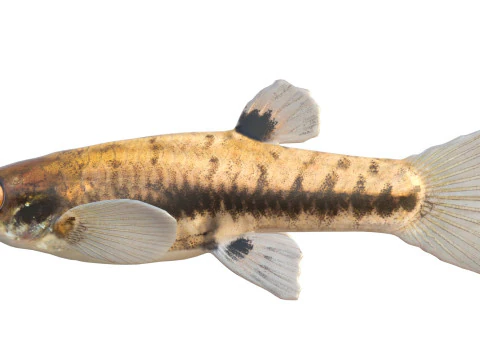 Least Killifish 3D Model