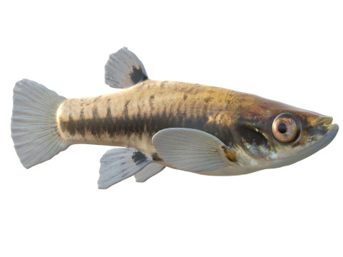 Almeno Killifish Modello 3D