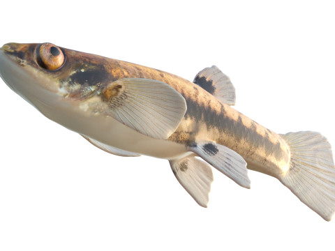 Almeno Killifish Modello 3D