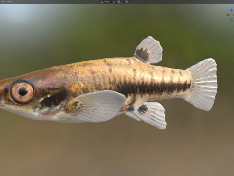 Least Killifish 3D Model