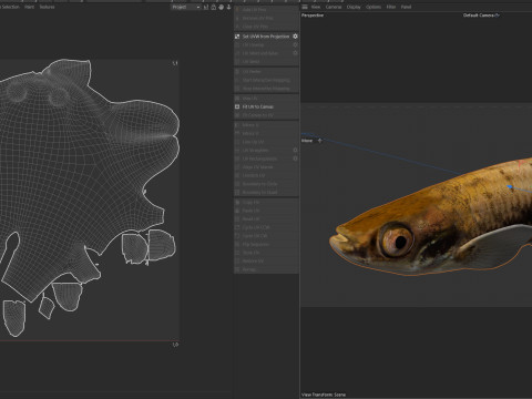 Almeno Killifish Modello 3D