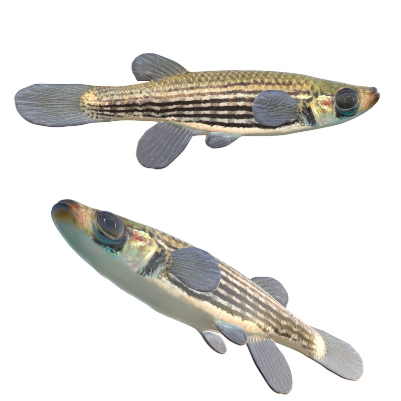 Ikan Topminnow berjajar Model 3D .c4d .max .obj .3ds .fbx .stl .blend