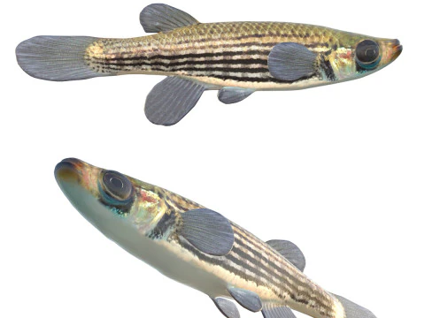 Gef&uuml;tterter Topminnow-Fisch 3D Modell
