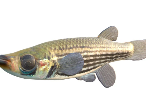 Lined Topminnow fish 3D Model