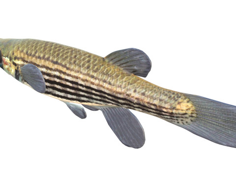 Gevoerde Topminnow-vis 3D Model