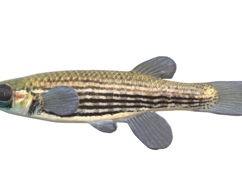 Gevoerde Topminnow-vis 3D Model