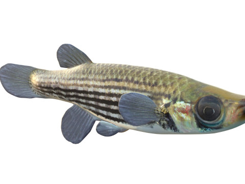 Gevoerde Topminnow-vis 3D Model