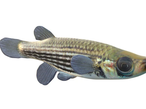 Lined Topminnow fish 3D Model