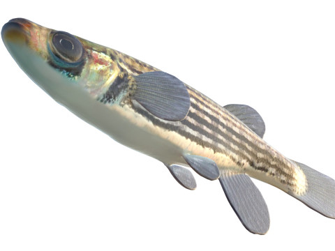 Gevoerde Topminnow-vis 3D Model