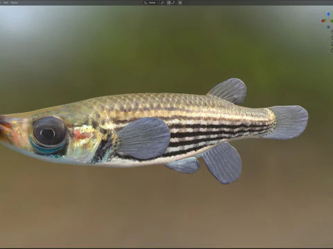Lined Topminnow fish 3D Model