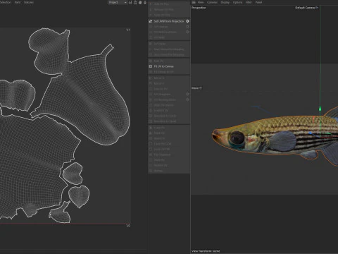 Lined Topminnow fish 3D Model