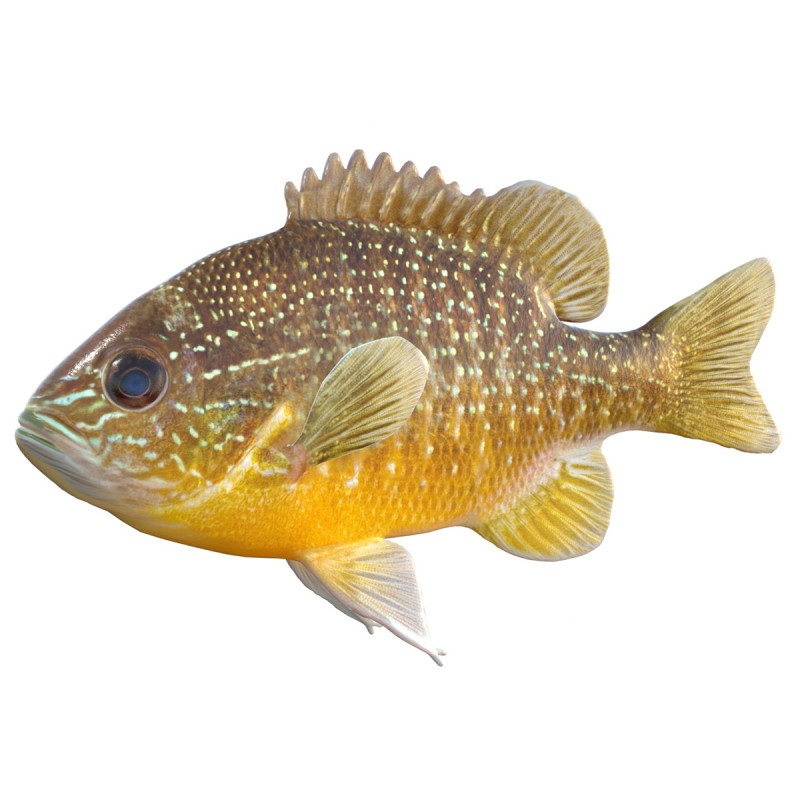 Pesce luna dall'orecchio lungo Modello 3D .c4d .max .obj .3ds .fbx .stl .blend 