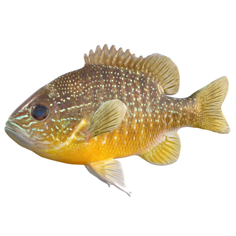 Longear Sunfish 3D Model .c4d .max .obj .3ds .fbx .stl .blend 
