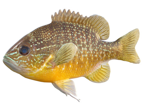 Ikan Mola-Mola Panjang Model 3D