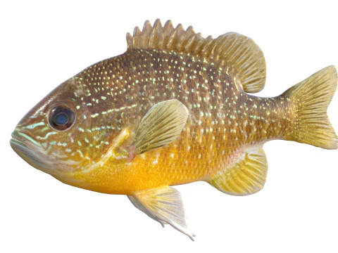 Longear Sunfish 3D Model