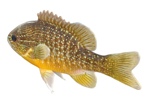 Longear Sunfish 3D Model