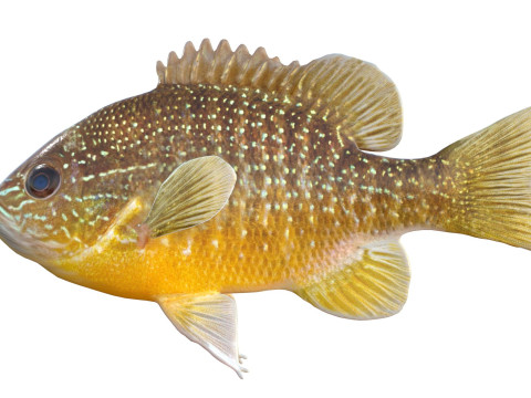 Pesce luna dall'orecchio lungo Modello 3D