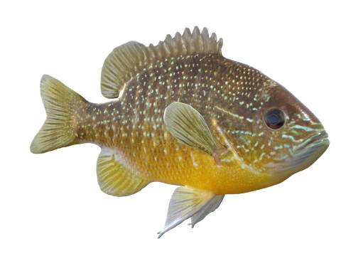 Longear Sunfish 3D Model