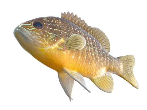 Pesce luna dall'orecchio lungo Modello 3D