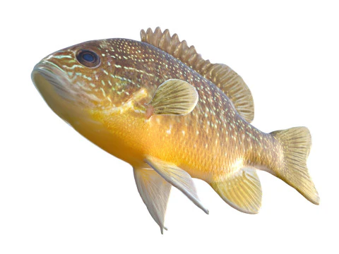 Longear Sunfish 3D Model
