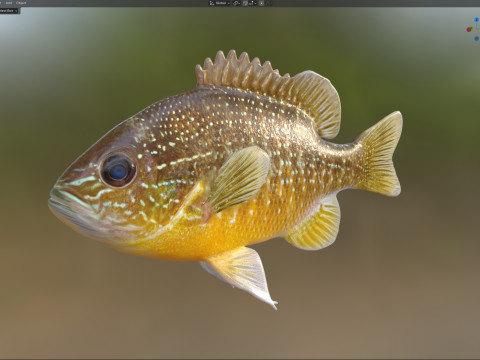 Pesce luna dall'orecchio lungo Modello 3D