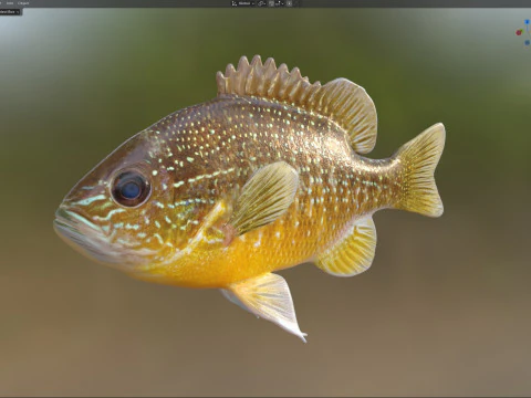 Longear Sunfish 3D Model