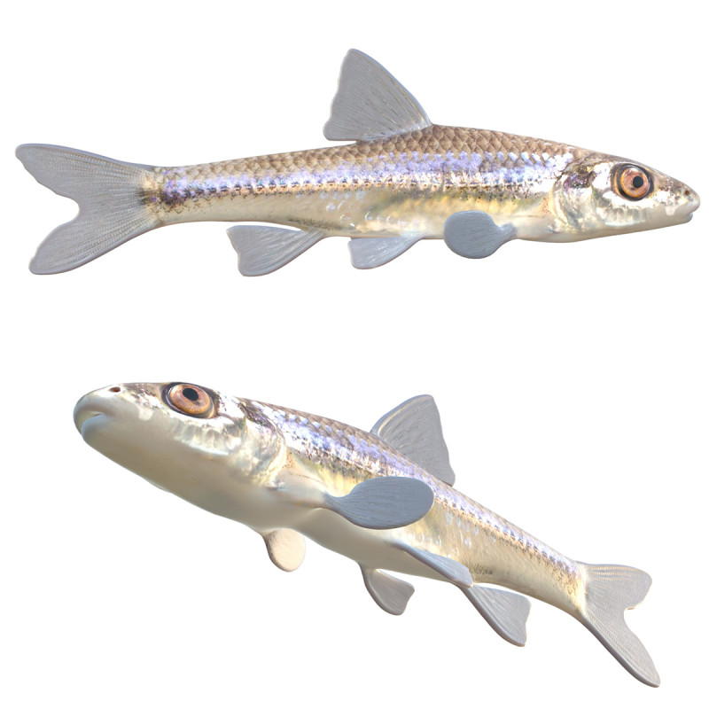 Pesce ciprinide dalla mascella lunga Modello 3D .c4d .max .obj .3ds .fbx .stl .blend 