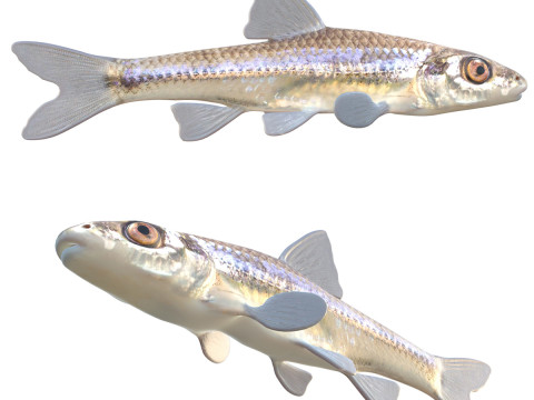 Ikan Kecil Rahang Panjang Model 3D