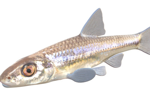 Pesce ciprinide dalla mascella lunga Modello 3D