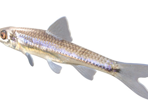 Pesce ciprinide dalla mascella lunga Modello 3D