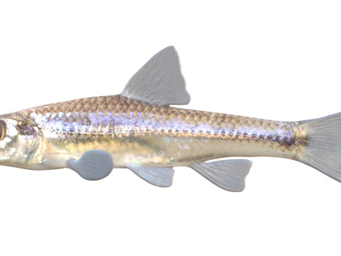 Pesce ciprinide dalla mascella lunga Modello 3D