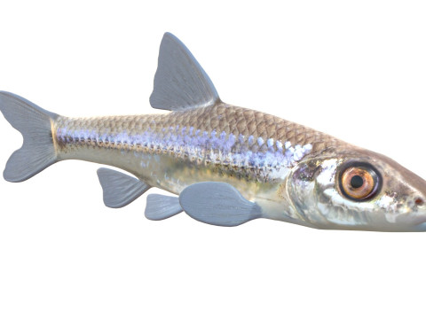 Pesce ciprinide dalla mascella lunga Modello 3D