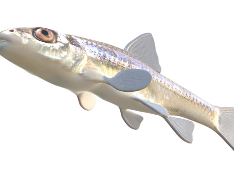 Pesce ciprinide dalla mascella lunga Modello 3D