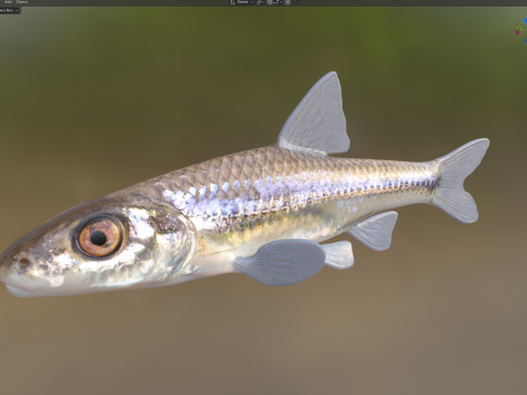 Pesce ciprinide dalla mascella lunga Modello 3D