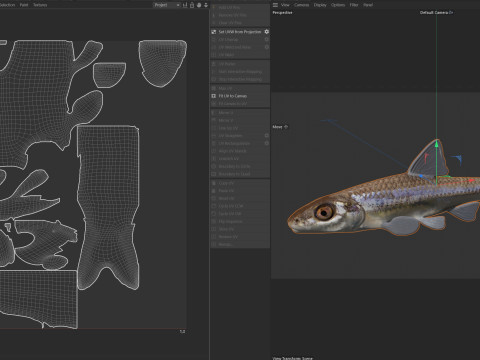 Pesce ciprinide dalla mascella lunga Modello 3D