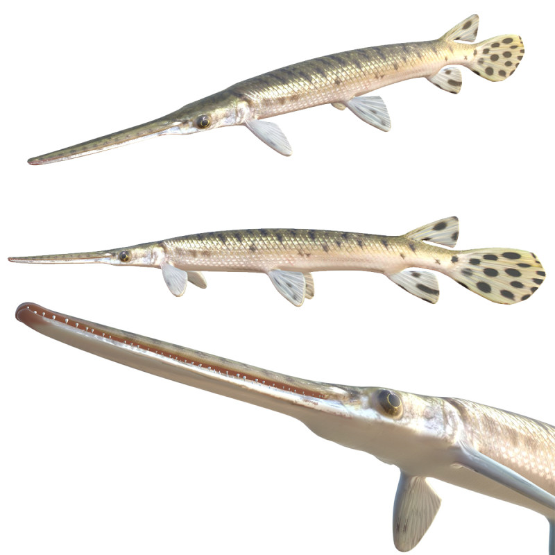 Pesce luccio dal naso lungo Modello 3D .c4d .max .obj .3ds .fbx .stl .blend 