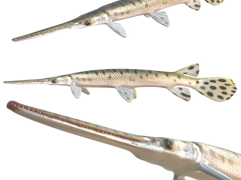 Ikan Gar Hidung Panjang Model 3D