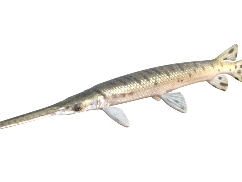 Pesce luccio dal naso lungo Modello 3D
