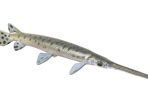 Pesce luccio dal naso lungo Modello 3D