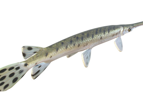 Pesce luccio dal naso lungo Modello 3D